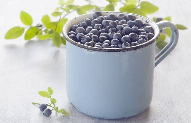 what is bilberry