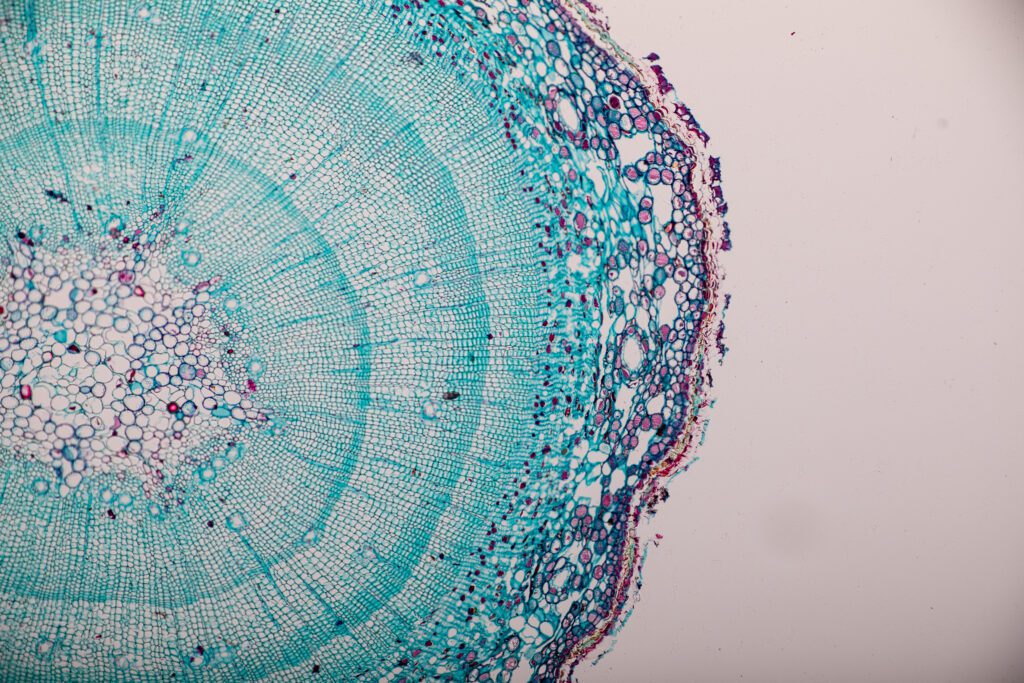 Cross-section Dicot, Monocot and Root of Plant Stem under the mi