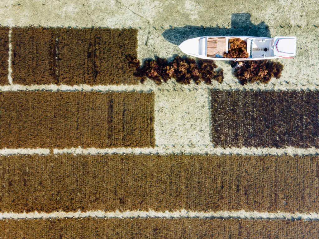 Aerial view of brown seaweed farm with harvesting boat, Agriculture field on the sea in Nusa Lembongan close to Bali, Indonesia.